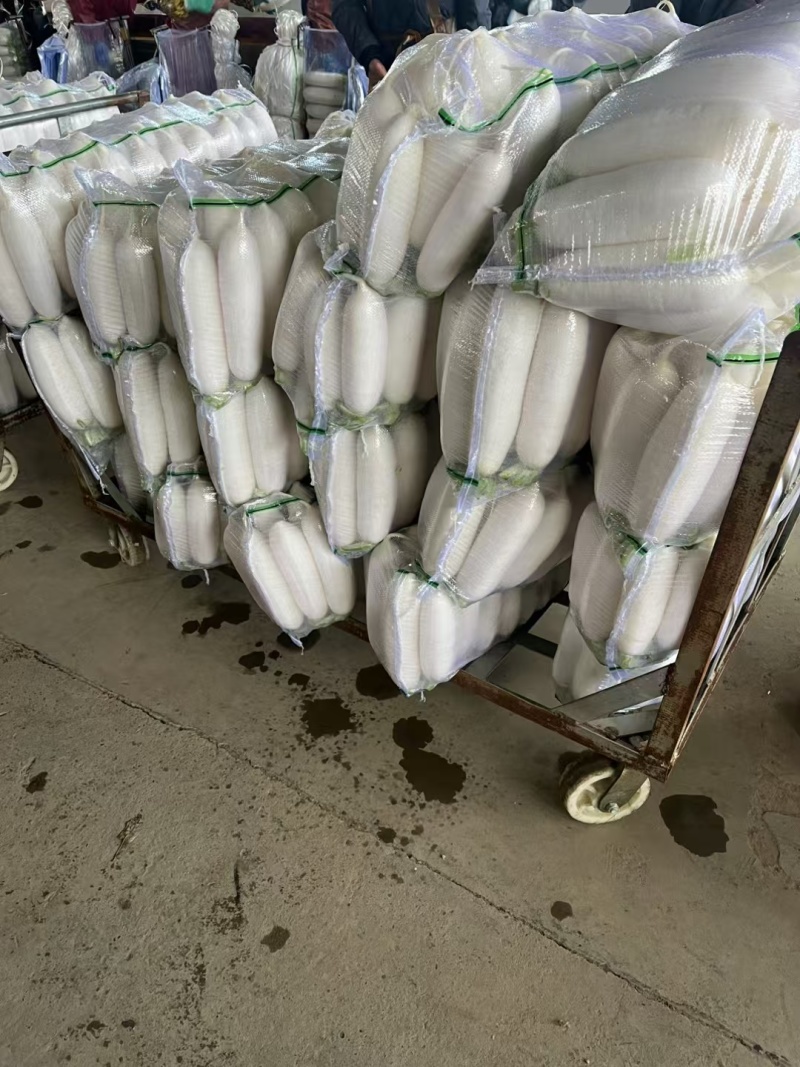 产地直供优质白萝卜包装（三排四排）散装质量上乘