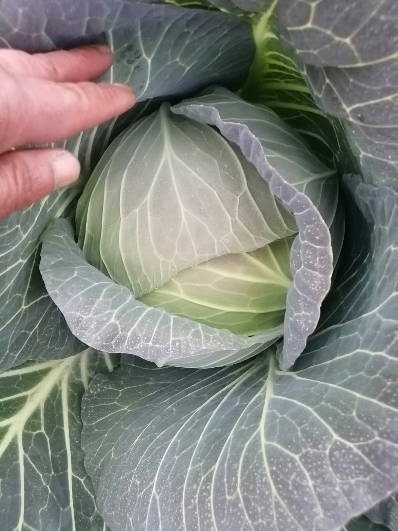 湖北甘蓝，平包菜，产地直发货量充足，欢迎实地考察看货