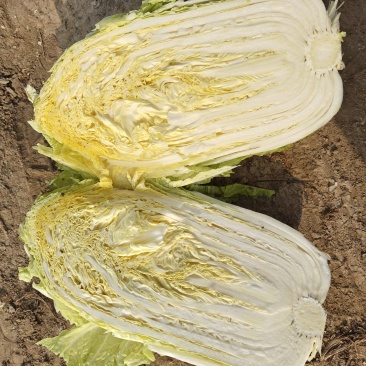 潍坊黄心大白菜