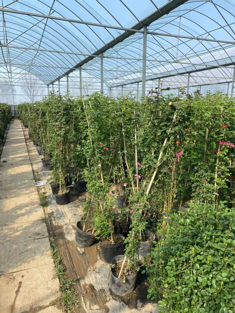 精品藤本月季优质藤本月季藤本月季基地自产自销
