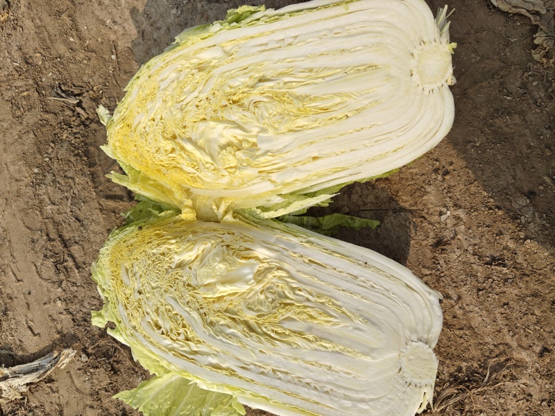 潍坊黄心大白菜