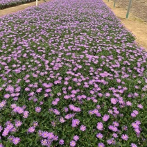 精品姬小菊优质姬小菊自产自销姬小菊种植基地