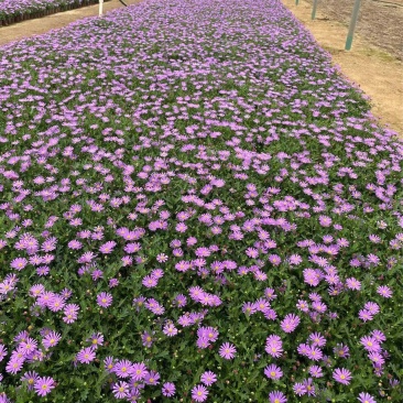精品姬小菊优质姬小菊自产自销姬小菊种植基地