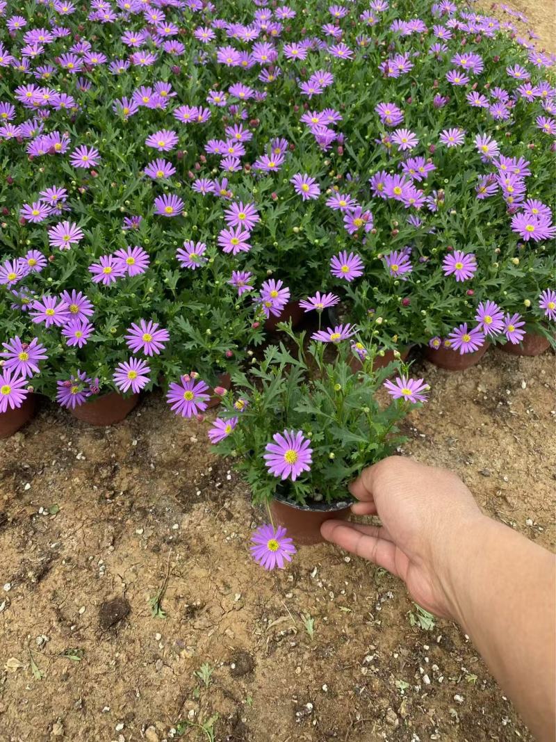 精品姬小菊优质姬小菊自产自销姬小菊种植基地