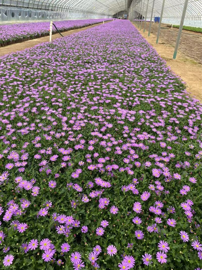 精品姬小菊优质姬小菊自产自销姬小菊种植基地