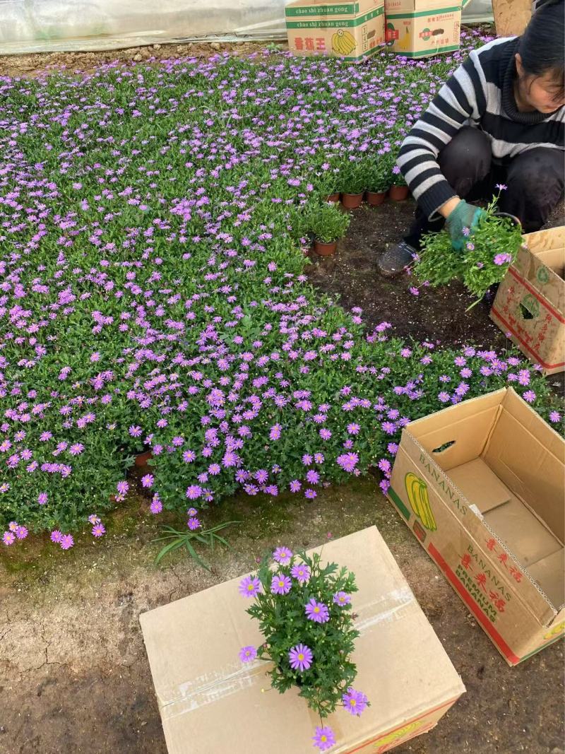 精品姬小菊优质姬小菊自产自销姬小菊种植基地
