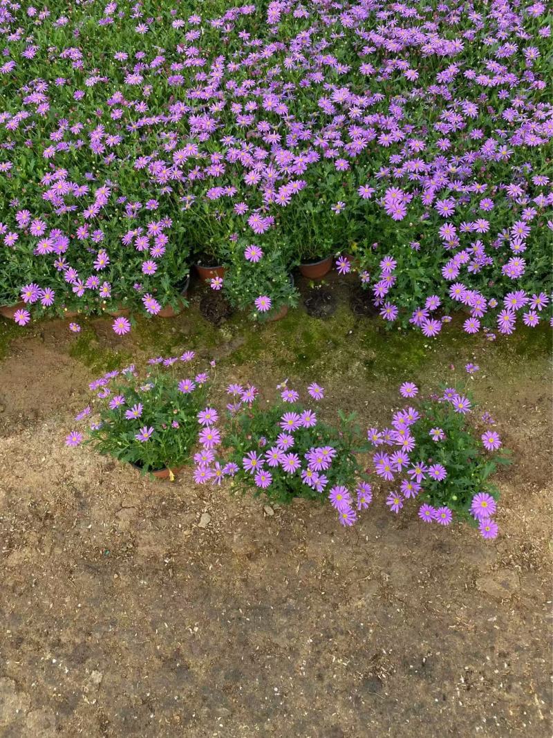 精品姬小菊优质姬小菊自产自销姬小菊种植基地
