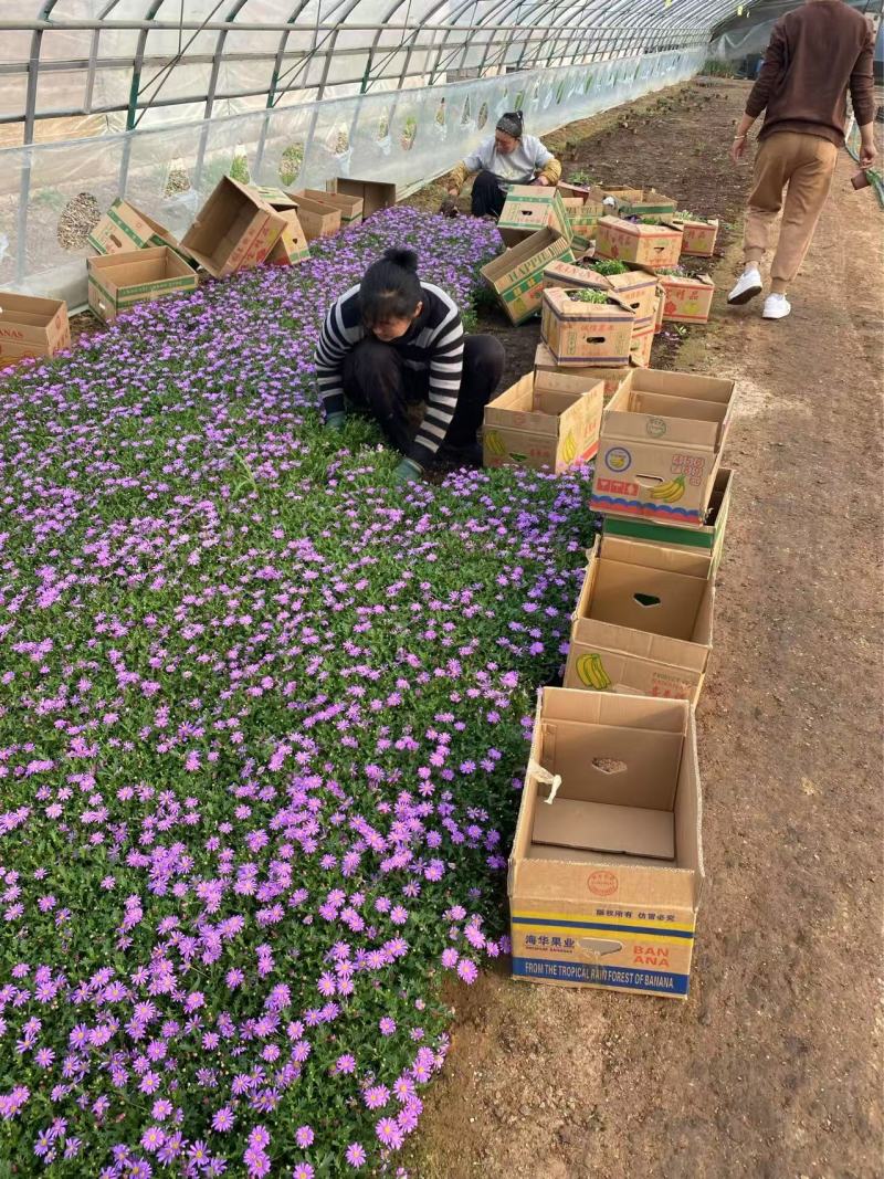 精品姬小菊优质姬小菊自产自销姬小菊种植基地