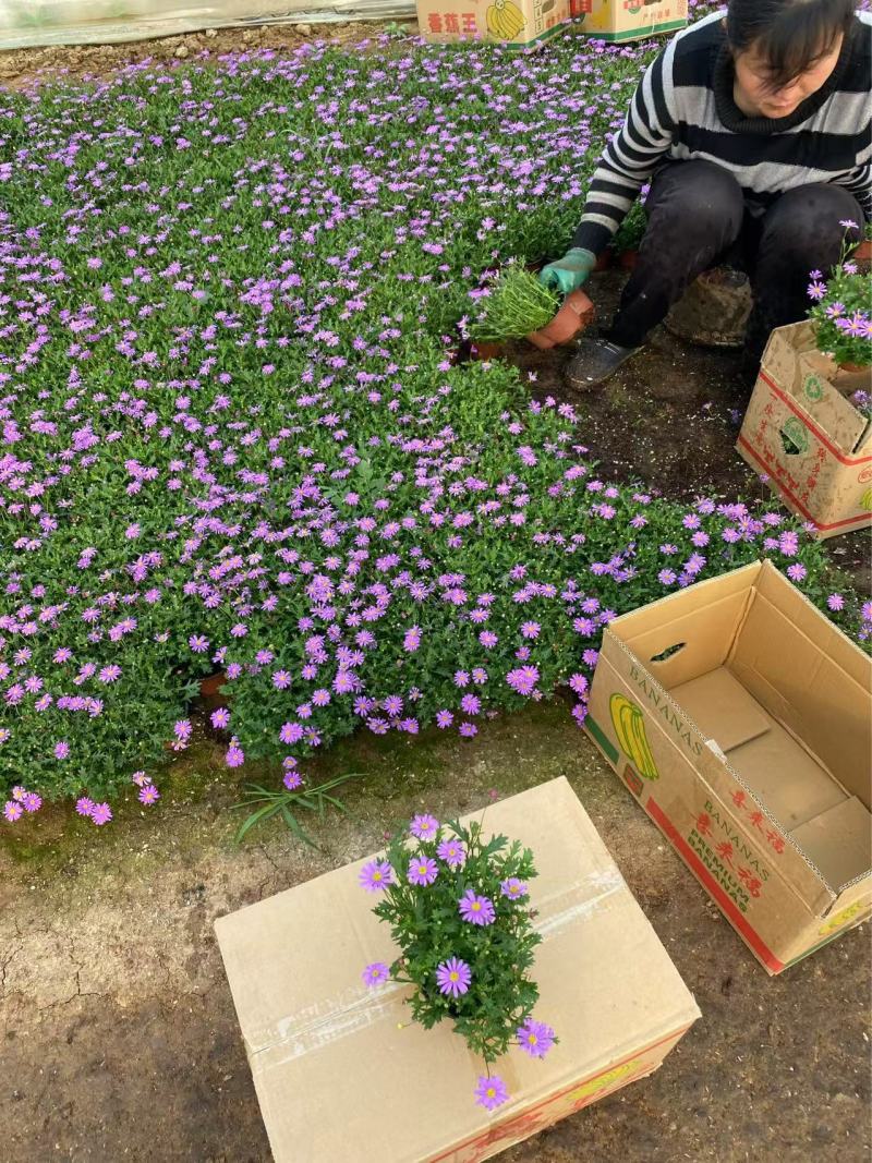精品姬小菊优质姬小菊自产自销姬小菊种植基地