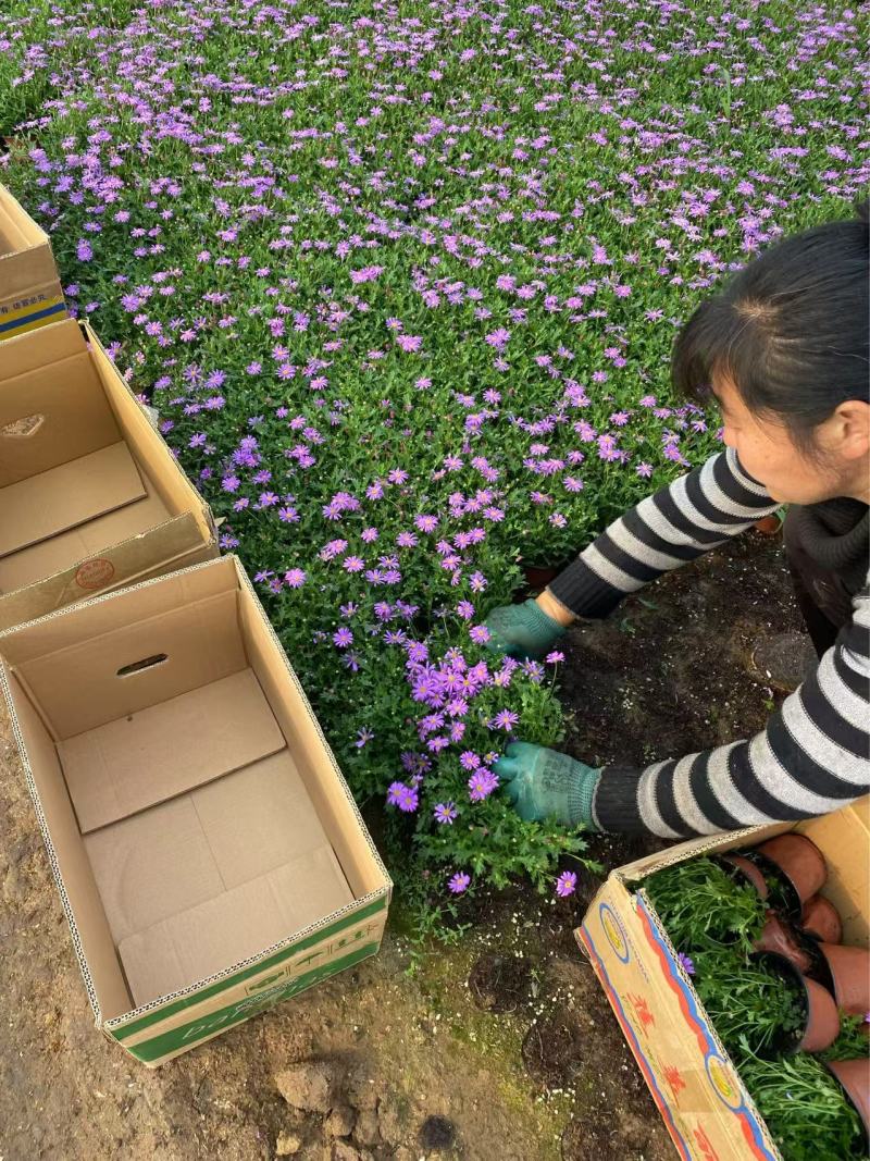 精品姬小菊优质姬小菊自产自销姬小菊种植基地