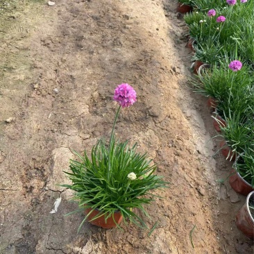 精品海石竹优质海石竹海石竹自产自销种植基地