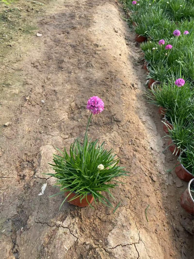 精品海石竹优质海石竹海石竹自产自销种植基地