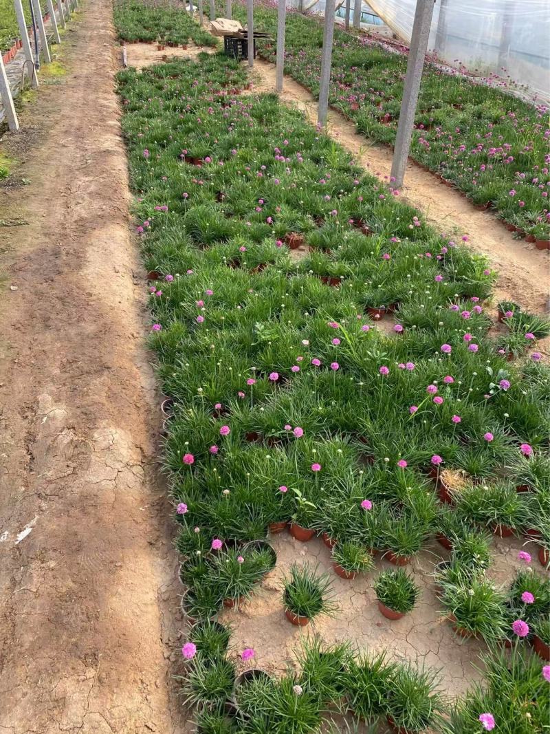 精品海石竹优质海石竹海石竹自产自销种植基地