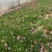 精品海石竹优质海石竹海石竹自产自销种植基地