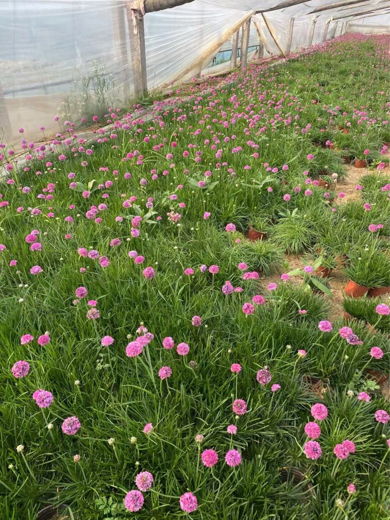 精品海石竹优质海石竹海石竹自产自销种植基地