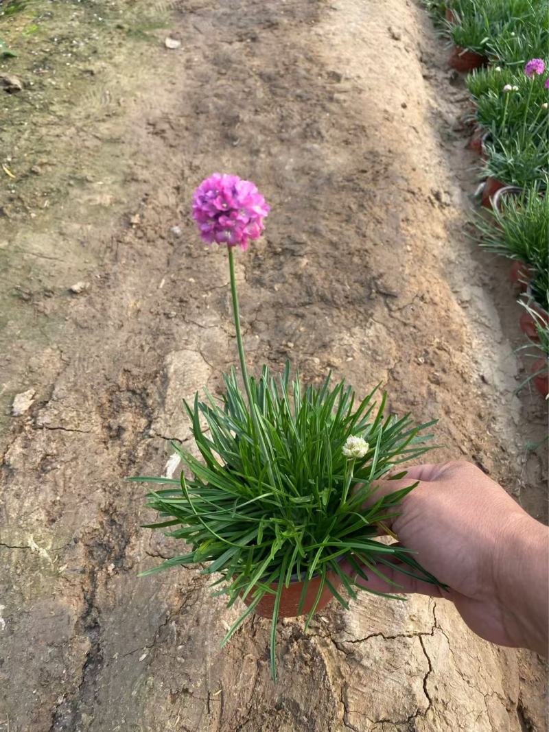 精品海石竹优质海石竹海石竹自产自销种植基地