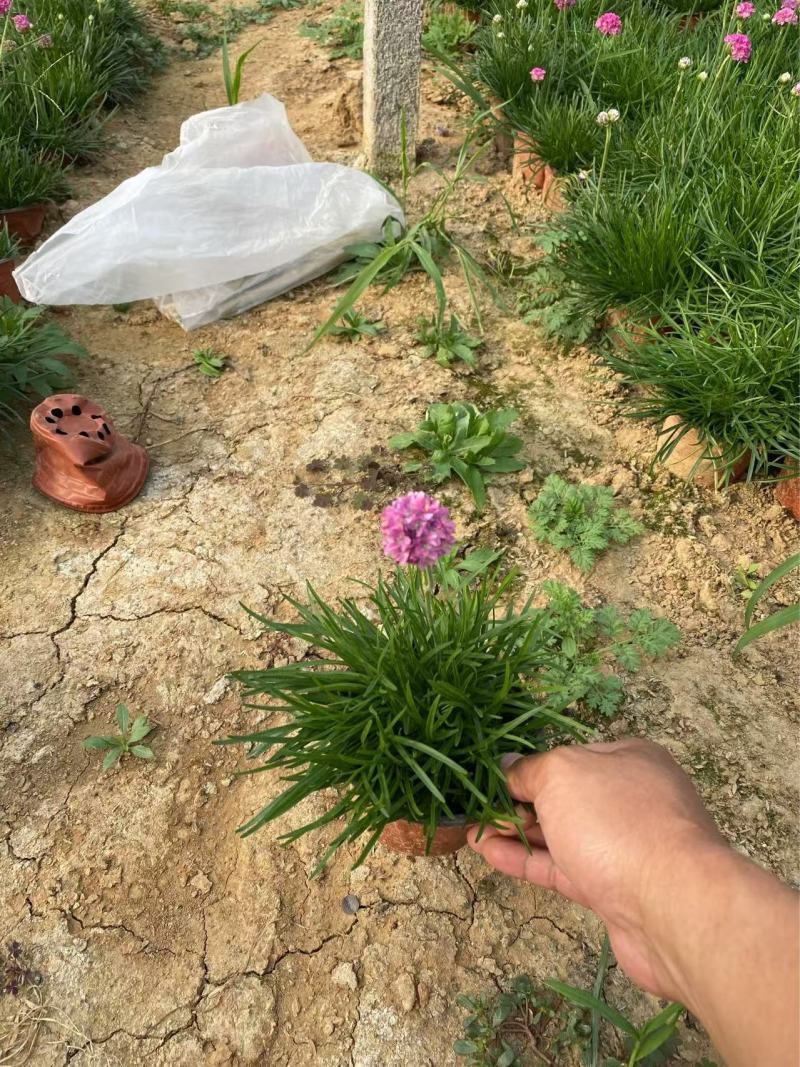 精品海石竹优质海石竹海石竹自产自销种植基地