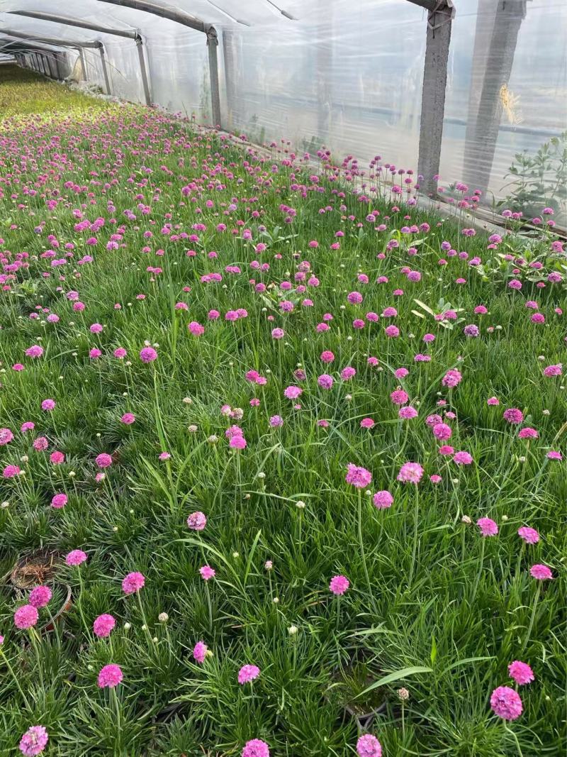精品海石竹优质海石竹海石竹自产自销种植基地