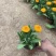 精品金盏菊优质金盏菊自产自销种植基地