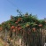 凌霄基地，杯苗地苗，色泽鲜艳，植株健壮，各种规格齐全