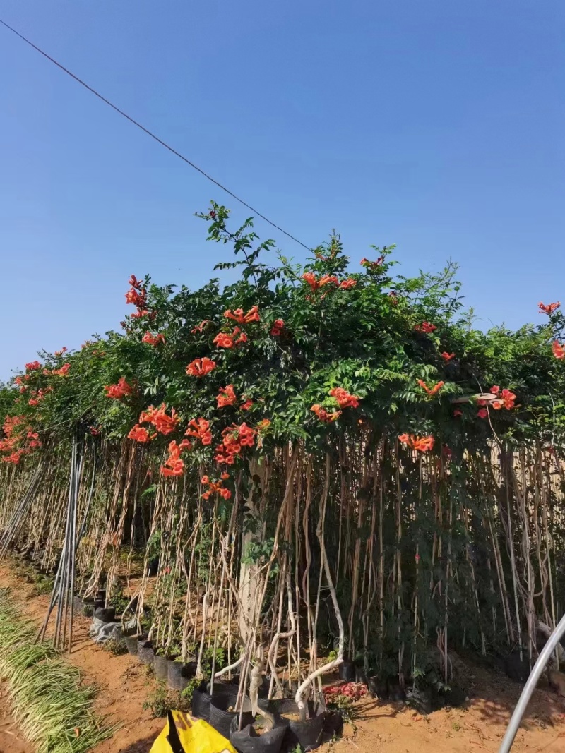 凌霄基地，杯苗地苗，色泽鲜艳，植株健壮，各种规格齐全