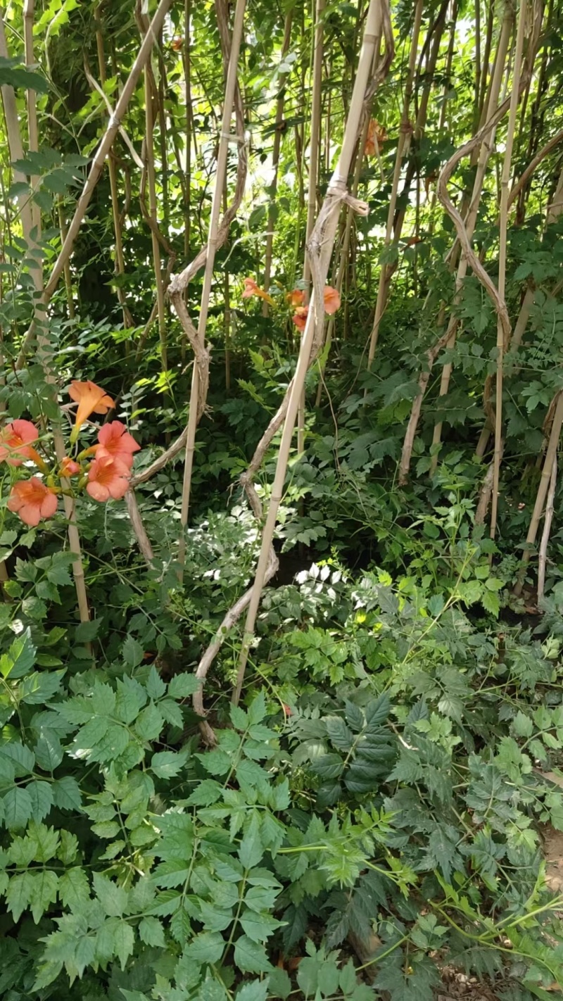 凌霄基地，杯苗地苗，色泽鲜艳，植株健壮，各种规格齐全