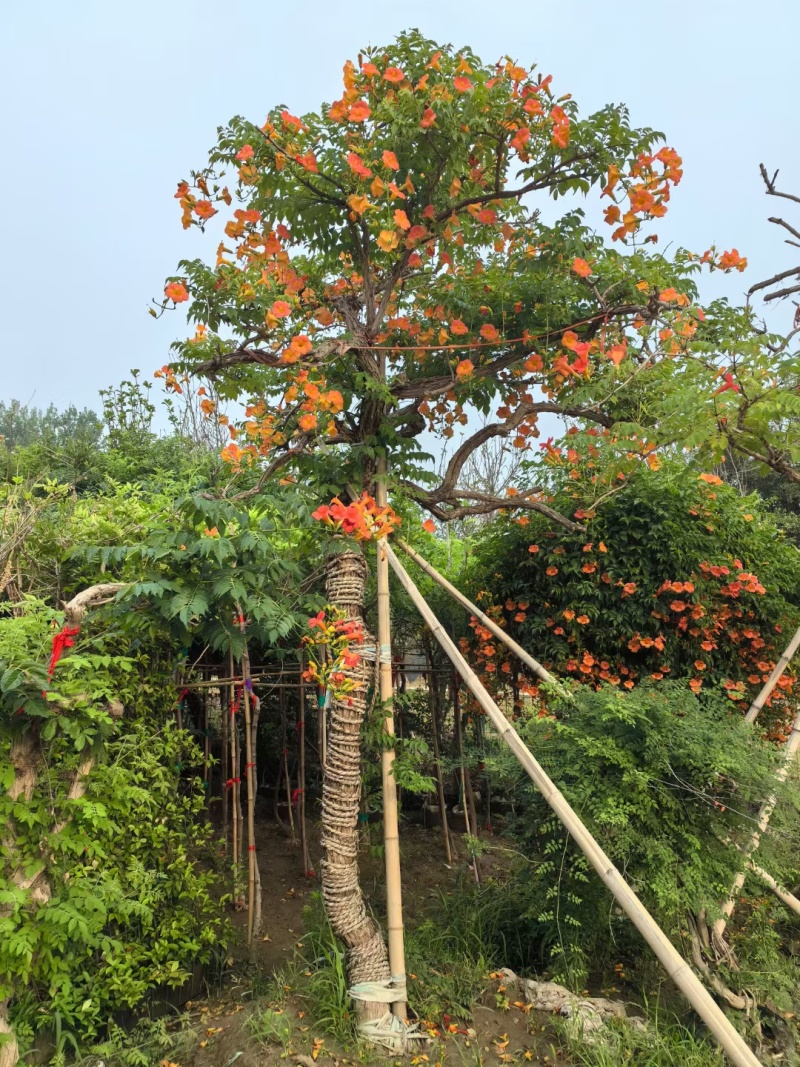 凌霄基地，杯苗地苗，色泽鲜艳，植株健壮，各种规格齐全
