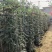 凌霄基地，杯苗地苗，色泽鲜艳，植株健壮，各种规格齐全