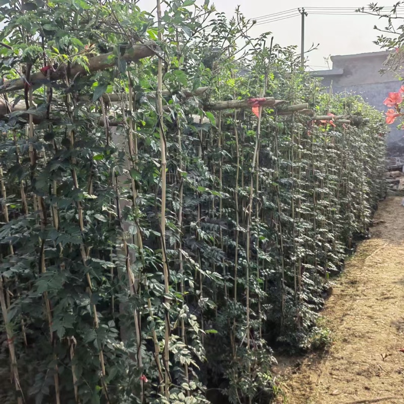 凌霄基地，杯苗地苗，色泽鲜艳，植株健壮，各种规格齐全
