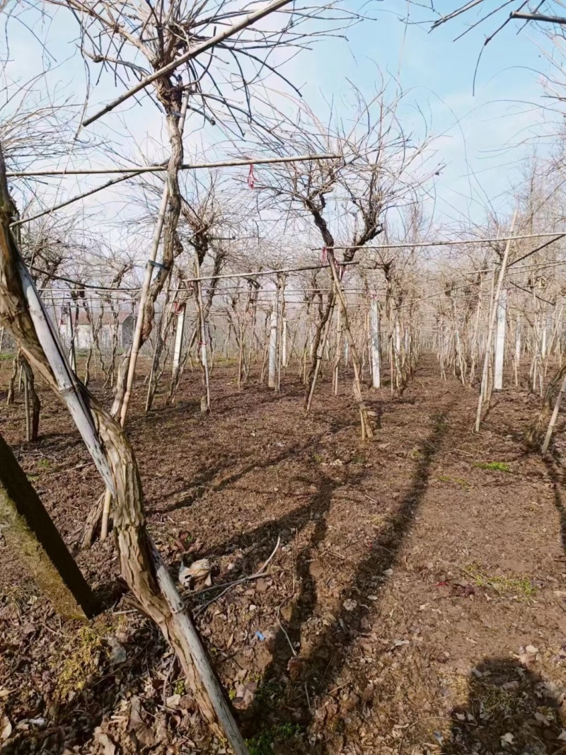 凌霄基地，杯苗地苗，色泽鲜艳，植株健壮，各种规格齐全