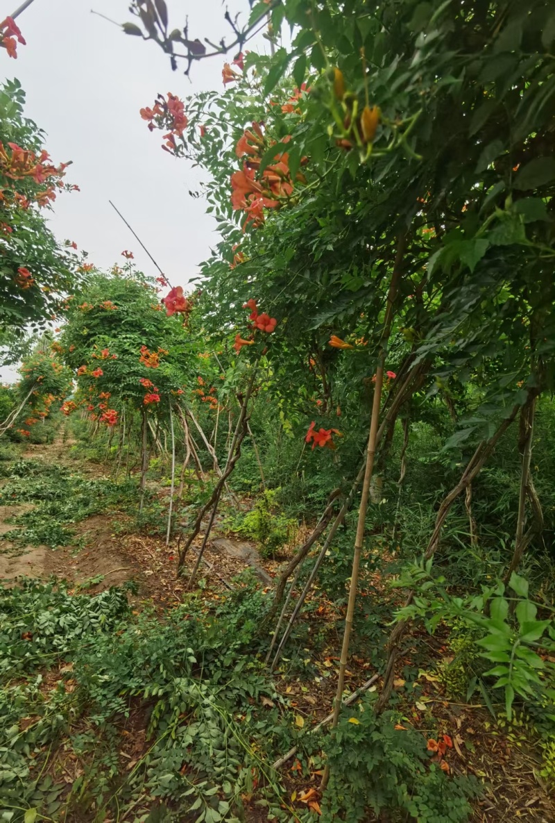 凌霄基地，杯苗地苗，色泽鲜艳，植株健壮，各种规格齐全