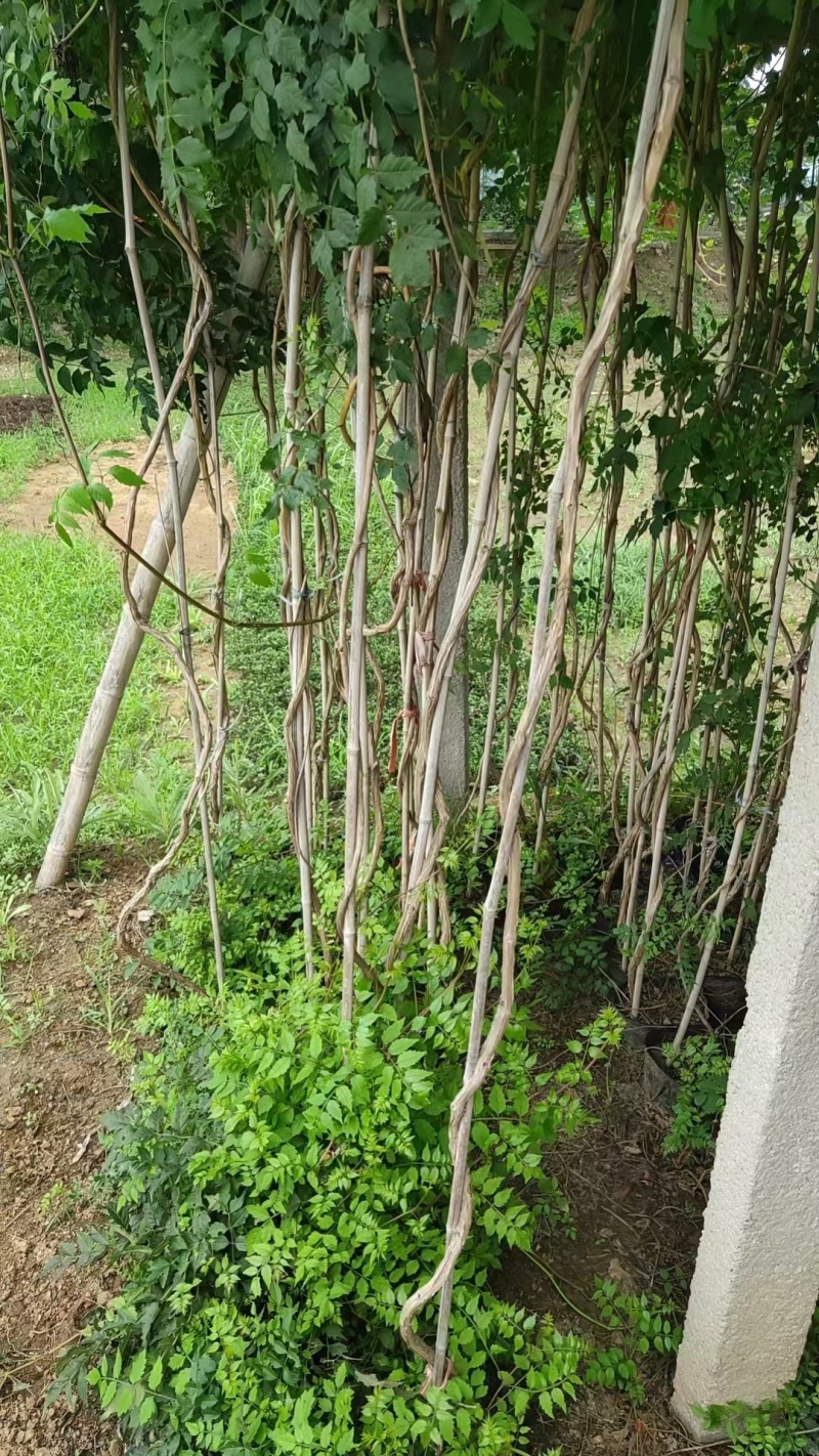 凌霄基地，杯苗地苗，色泽鲜艳，植株健壮，各种规格齐全