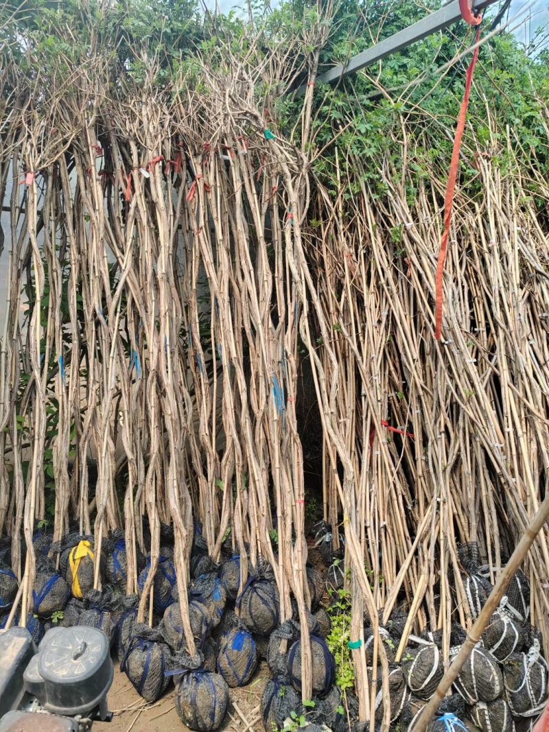凌霄基地，杯苗地苗，色泽鲜艳，植株健壮，各种规格齐全