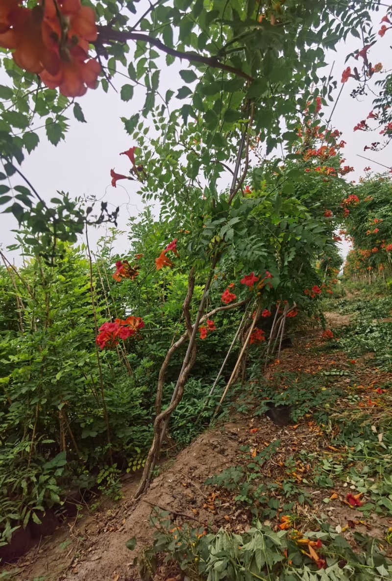 凌霄基地，杯苗地苗，色泽鲜艳，植株健壮，各种规格齐全