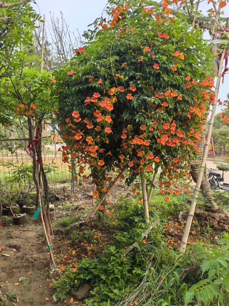 凌霄基地，杯苗地苗，色泽鲜艳，植株健壮，各种规格齐全