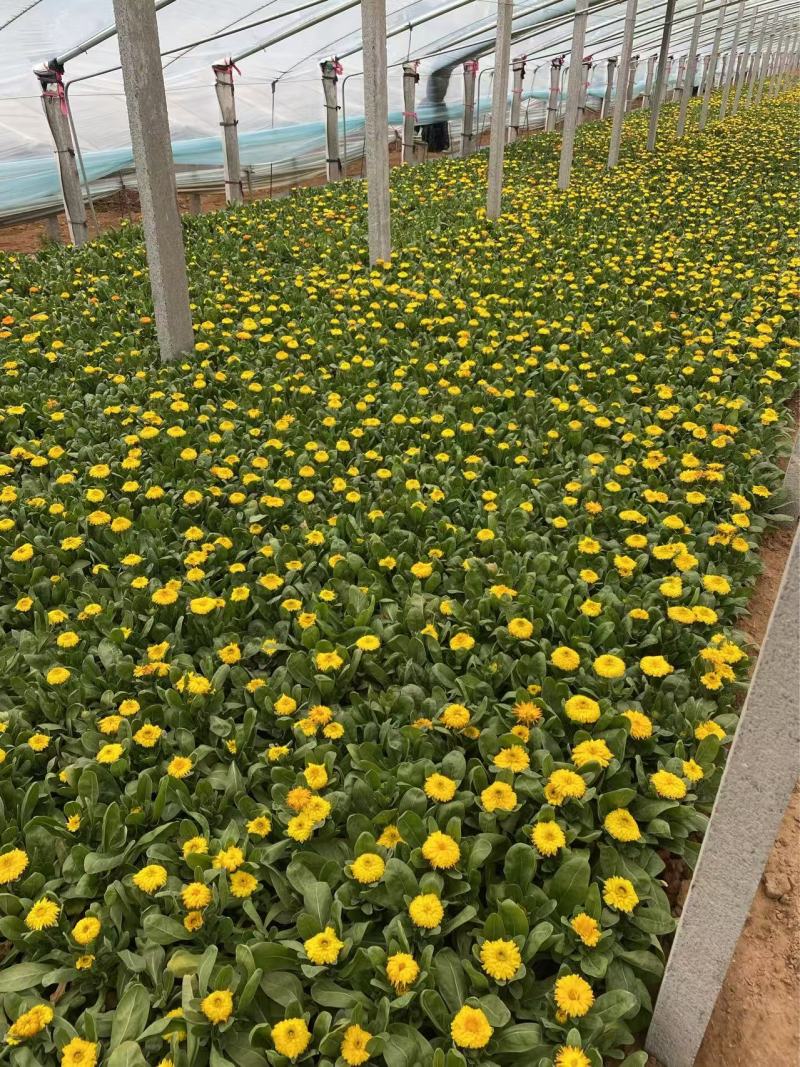 精品金盏菊优质金盏菊自产自销种植基地