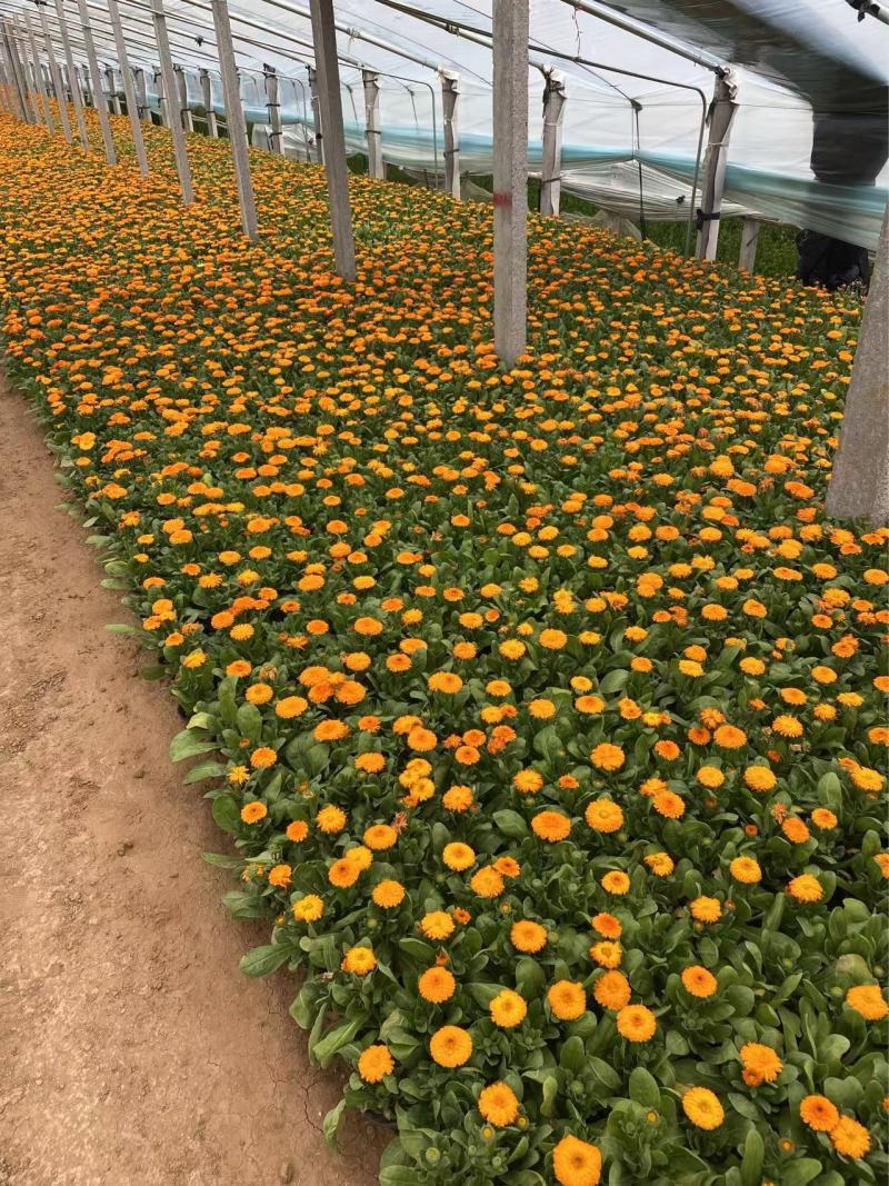 精品金盏菊优质金盏菊自产自销种植基地