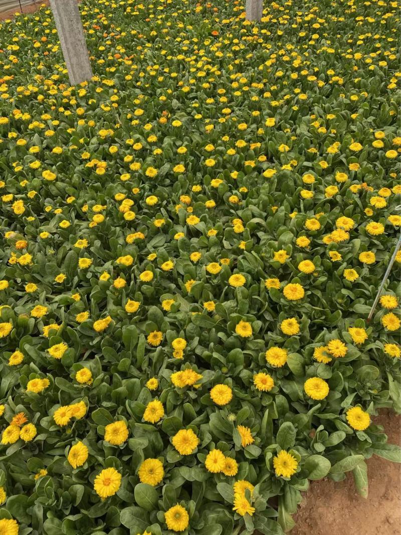 精品金盏菊优质金盏菊自产自销种植基地