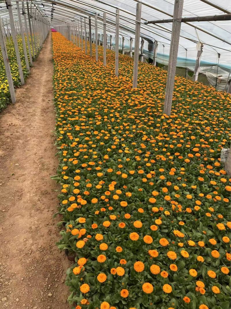 精品金盏菊优质金盏菊自产自销种植基地