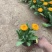 精品金盏菊优质金盏菊自产自销种植基地
