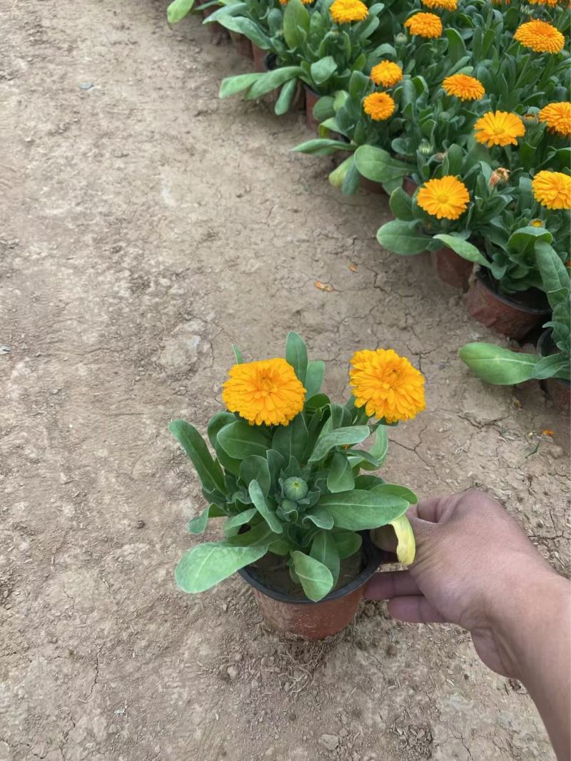 精品金盏菊优质金盏菊自产自销种植基地