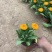 精品金盏菊优质金盏菊自产自销种植基地