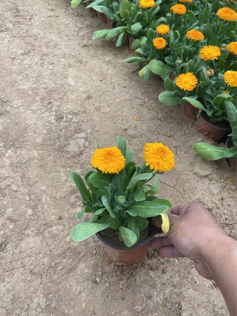精品金盏菊优质金盏菊自产自销种植基地
