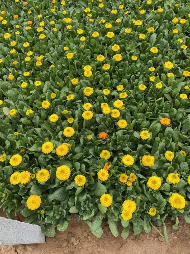精品金盏菊优质金盏菊自产自销种植基地