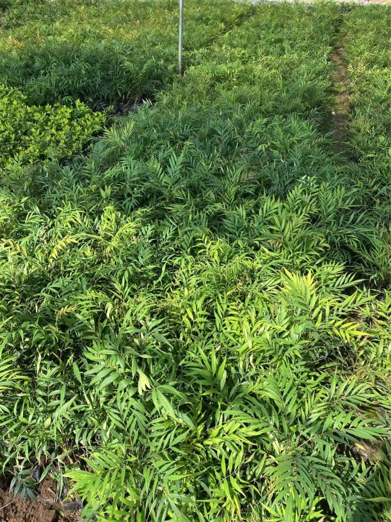 精品十大功劳优质十大功劳十大功劳自产自销