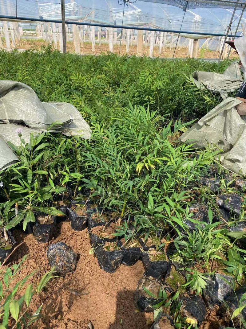 精品十大功劳优质十大功劳十大功劳自产自销