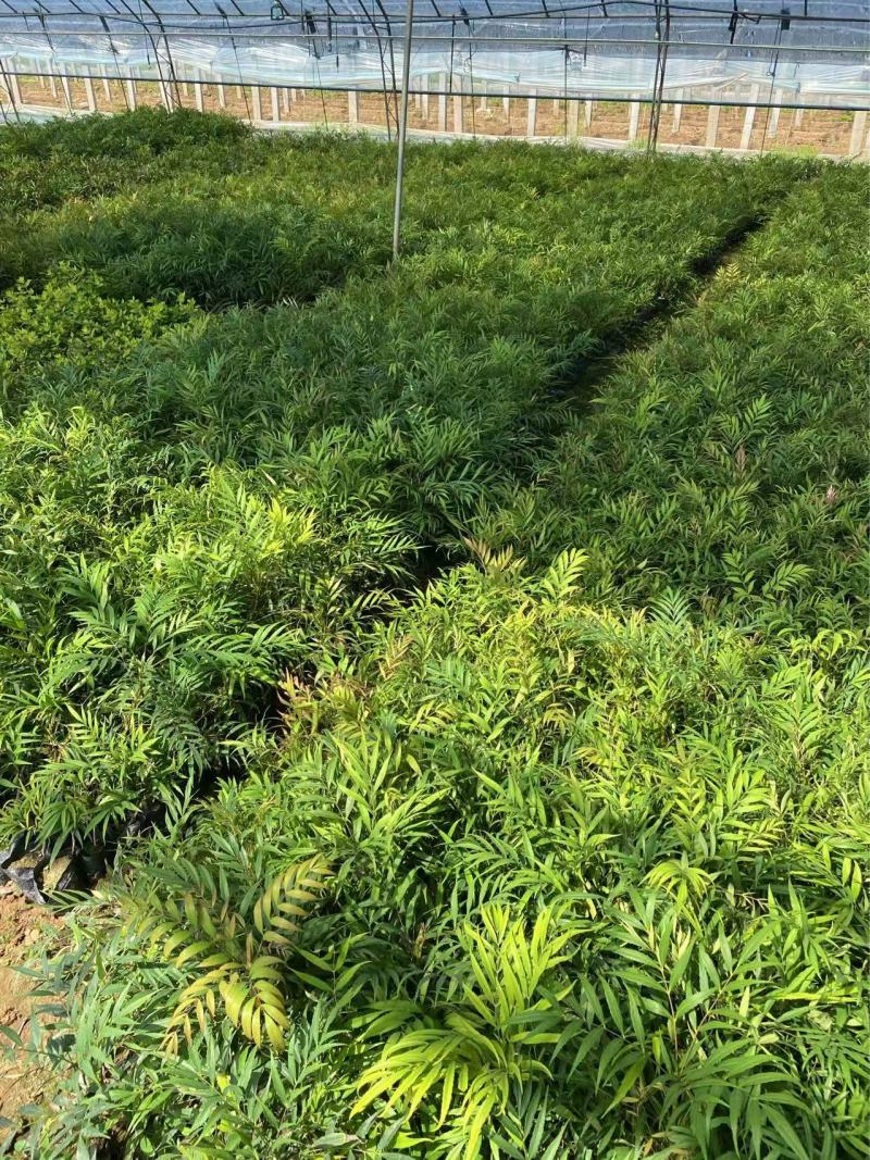 精品十大功劳优质十大功劳十大功劳自产自销