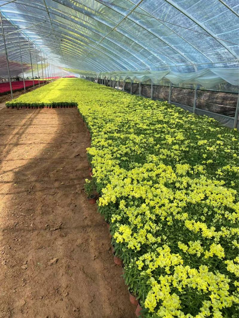 精品金鱼草优质金鱼草金鱼草自产自销种植基
