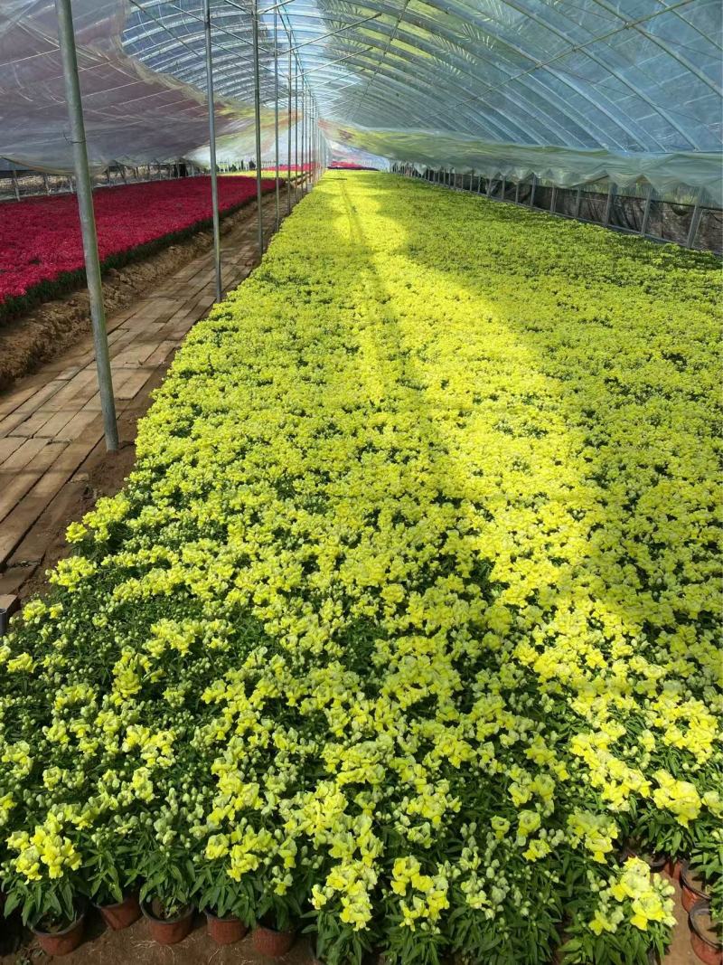 精品金鱼草优质金鱼草金鱼草自产自销种植基