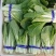 山东快菜毛白菜小白菜全年有货大棚种植可视频看货全国